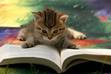 Kitty