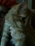 Orange cat Orange Hat