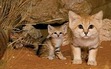 Sand cat and its mum ♥