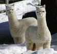 BABY LLAMAS:')