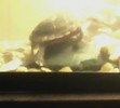 Calypso on her sex rock.  She LOVES this rock.  Rides it like a Greyhound bus!