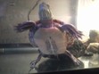 What a beautiful plastron.
