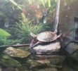 All up in her girliness!  What this really is is the way they breath outside of the water.  Their ribcage is actually connected to their carapace, so to expand their lungs in open air they extend their leg muscles.