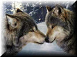 Awww~~ Wolf love