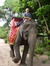 Stewart with his favourite elephant