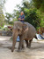 Stewart with the first elephant he cared for