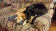 The blonde dog is our 12-year-old, Brandy. She is terrified of thunderstorms. Bella, the 2-year-old, understood that and got up on the couch with her, staying practically on top of her. She didn't leave until the storm was over and Brandy quit shaking. They love each other!