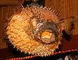 the puffer fish is talked about in book one. pls join my group to find out more.
www.paradoxchild.co.uk