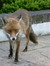 Wild Fox in North Devon