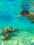 Aloha Joe swimming with a Honu