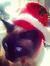 Christmas Kitty