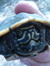 Lucky Turtle