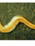 Planarian flatworm