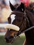 Zenyatta, only filly to ever win The Breeder's Cup Classic