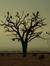 Buzzards After The Great Drought