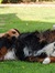 The hounds
