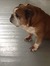 My English bulldog listening to my stories. 