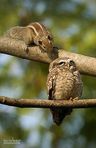 chipmunks friends with an owl!! 