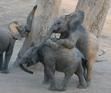 cute baby elephants!!!