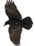 The raven