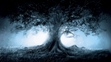 the fabled, and dangerous, witch's tree.