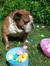 My Easter Muse (Goose the English bulldog)