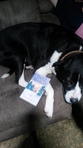 This is my seven year old half border collie and half Australian cattle dog. Her name is Angel. She is resting in her favorite spot. So I thought only fitting to take her picture with the book after all it was a dog that brought Nic and Gabe together
