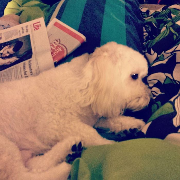 little white fuzzy dog