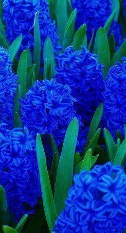 HYACINTH