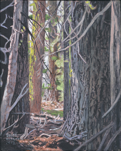 The Woods behind the Cabin