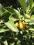 Kumquats!