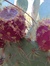 Prickly Pear!