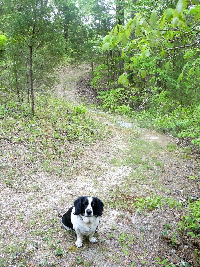 Patches on the trail