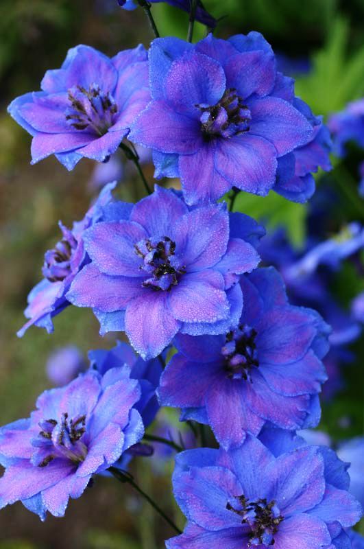 LARKSPUR