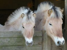 CREAM PONIES