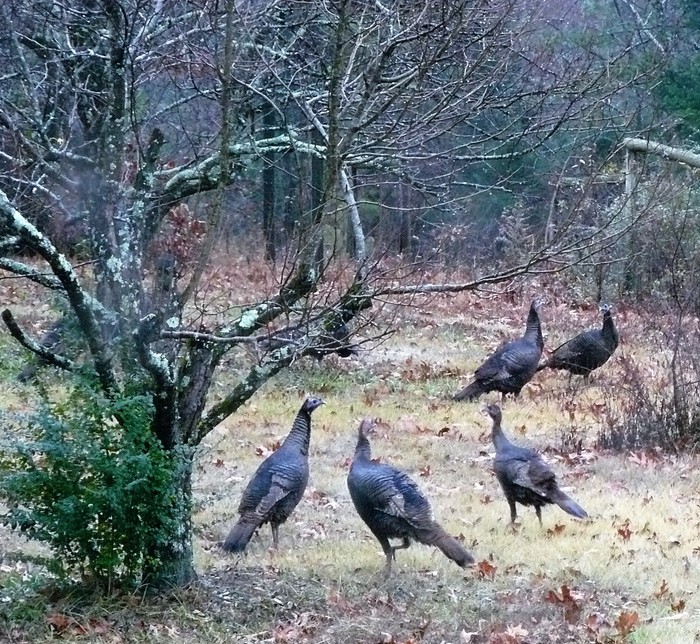 Wild Turkeys on our place in TN