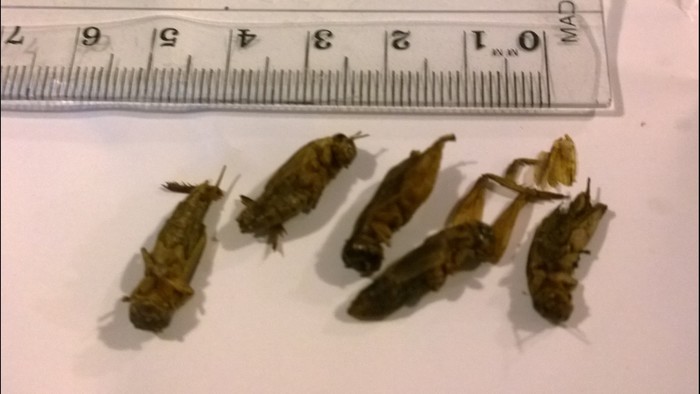 tasty crickets