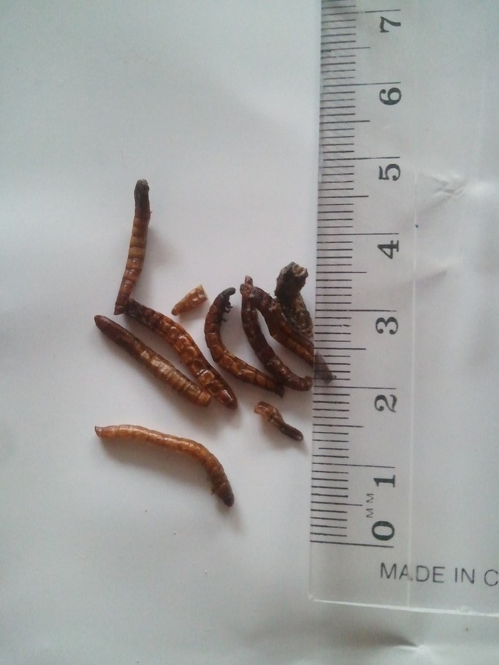 the worms go in, the worms go out