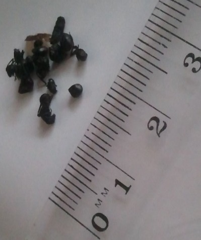 tiny heads