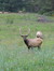 Elk-Old Alpha Male