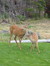 Deer and Fawn