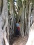 Banyan tree