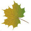 GREENISH LEAF01