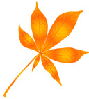ORANGE LEAF03