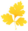 YELLOW LEAF05