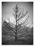 Burned Tree in Fog