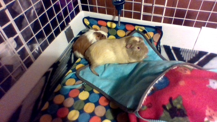 Bonding!/><br />(Lol don't mind the messy cage, I'm currently cleaning it. :D)<br /><br />They are yelling at me to finish their cage! :D I only did half! XD I'm such a great parent... Lol!<br /><br />The piggies are still trying to decide who's 'boss'. I believe its gonna be Peanut. She is doing all the nipping and stuff to show Kiko she's alpha.