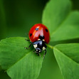 Like many organisms, insects are experiencing heavy losses in population, please help save our little invertebrate comrades!