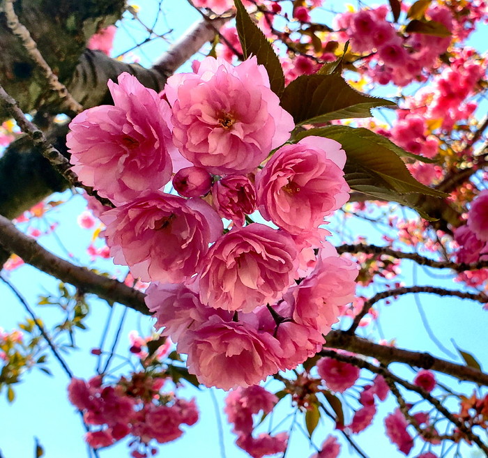 Blossom