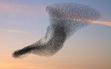 Murmuration is nature's way of showing us the power of collaboration.  For more details visit the following link

https://phys.org/news/2019-02-starling-murmurations-science-nature-greatest.html